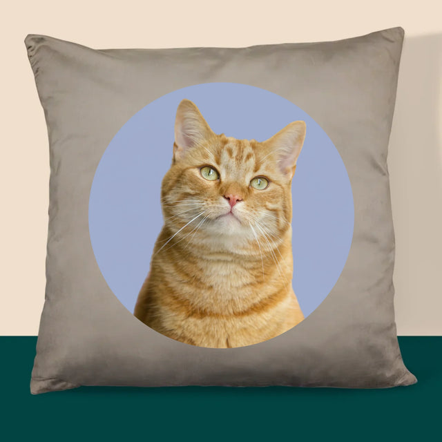 Fotografia: Tvoja Mačka - Vankúš