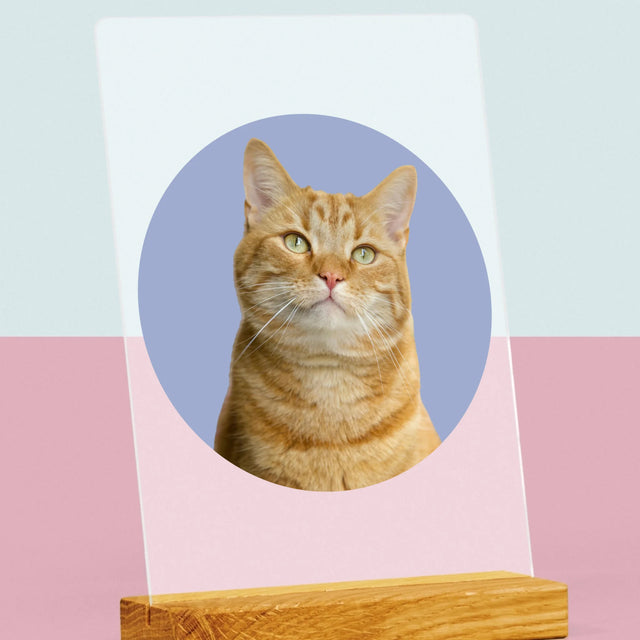 Fotografia: Tvoja Mačka - Tlač Na Akrylové Sklo (Vertikálne)