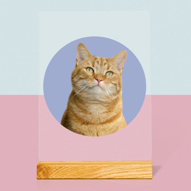Fotografia: Tvoja Mačka - Tlač Na Akrylové Sklo (Vertikálne)