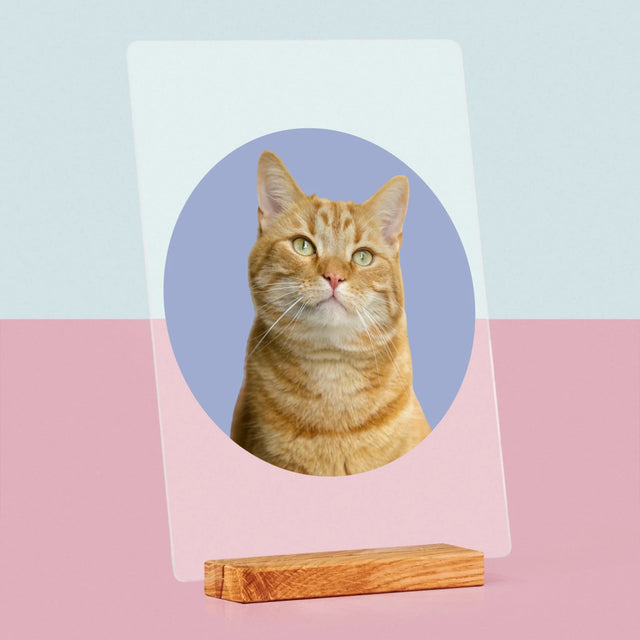 Fotografia: Tvoja Mačka - Tlač Na Akrylové Sklo (Vertikálne)