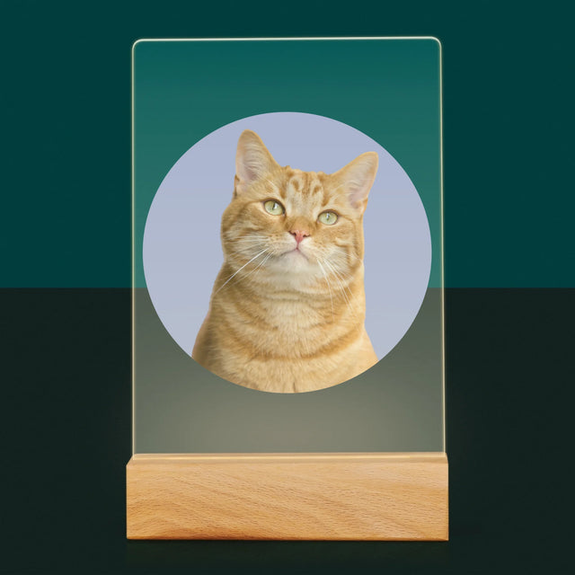 Fotografia: Tvoja Mačka - Tlač Na Akrylové Sklo (Vertikálne)