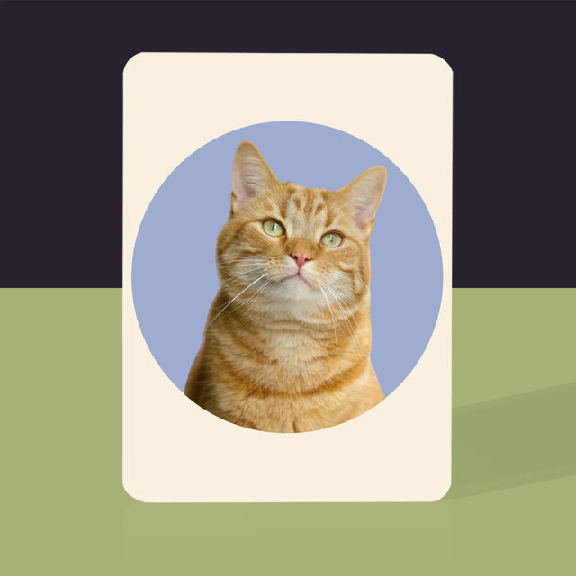 Fotografia: Tvoja Mačka - Hracie Karty