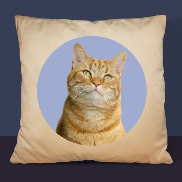 Fotografia: Tvoja Mačka - Vankúš 